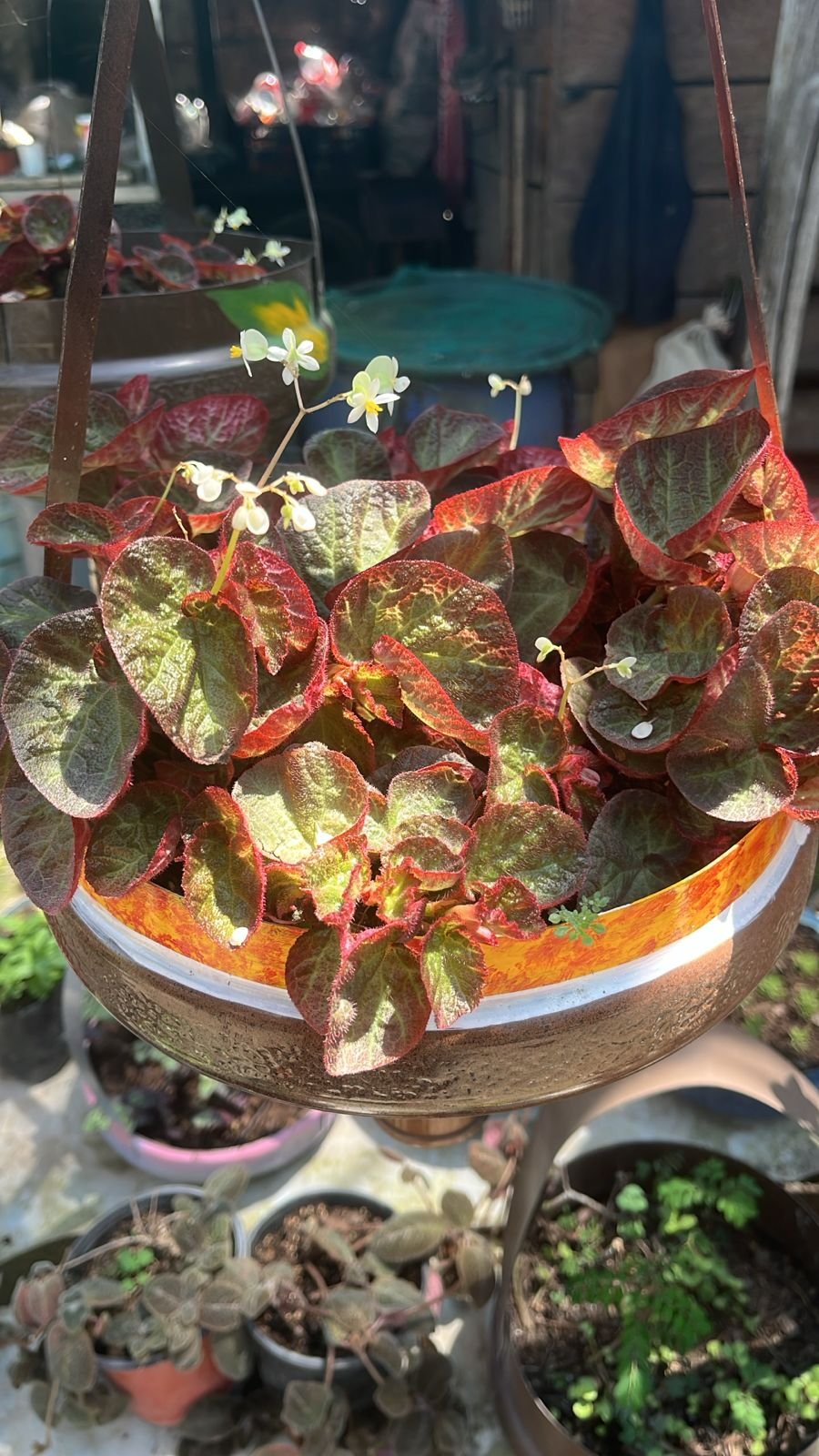 Begonias Medianas